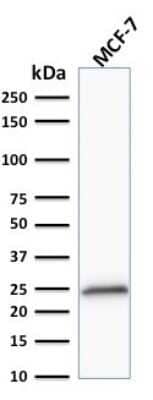 Western Blot: Bcl-2 Antibody (100/D5+124) - Azide and BSA Free [NBP2-34515] - Western Blot Analysis of MCF-7 cell lysate using Bcl-2 Antibody (100/D5+124).