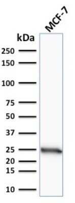 Western Blot: Bcl-2 Antibody (100/D5) - Azide and BSA Free [NBP2-33315] - Western Blot Analysis of human MCF-7 cell lysate using Bcl-2 Antibody (100/D5).