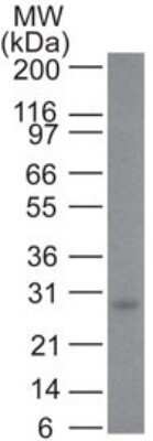 Western Blot: Bcl-2 Antibody (100/D5) - Azide and BSA Free [NBP2-33315] - analysis of Bcl-2 in human skin using Bcl-2 antibody at 2 ug/ml.