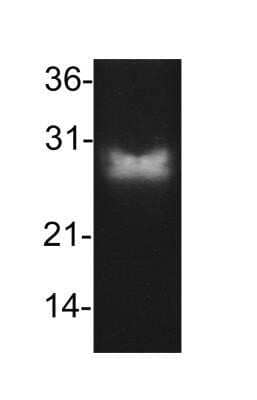 Western Blot: Bcl-2 Antibody (8C8)  - Azide and BSA Free [NBP2-33313] - Analysis of Bcl-2 in 293T cell lsyate (30ug) using Bcl-2 HRP conjugated antibody. Image from verified customer review.