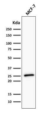 Western Blot: Bcl-2 Antibody (BCL2/782 + BCL2/796) [NBP2-44785] - Western Blot Analysis of human MCF-7 cell lysate using Bcl-2 Antibody (BCL2/782 + BCL2/796).