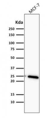 Western Blot: Bcl-2 Antibody (BCL2/782) - Azide and BSA Free [NBP2-47851] - MCF-7 cell lysate using Bcl-2 Mouse Monoclonal Antibody (BCL2/782).