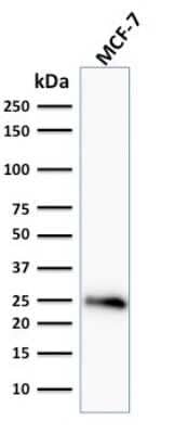 Western Blot: Bcl-2 Antibody (BCL2/796) [NBP2-44784] - Western Blot Analysis of human MCF-7 cell lysate using Bcl-2 Antibody (BCL2/796).