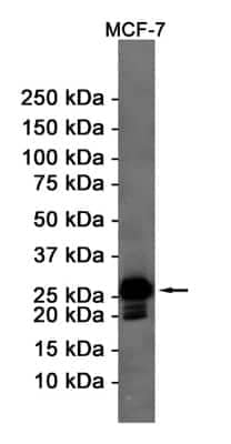 Western Blot: Bcl-2 Antibody (S07-2A1) [NBP3-14876] - Western blot detection of Bcl-2 in MCF-7 cell lysates using Bcl-2 Rabbit mAb (1:1000 diluted). Predicted band size: 26KDa. Observed band size: 26KDa.