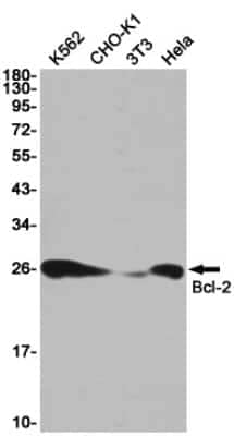 Western Blot: Bcl-2 Antibody (S07-2A1) [NBP3-14876] - Western blot detection of Bcl-2 in K562, CHO-K1, 3T3, Hela cell lysates using Bcl-2 Rabbit mAb (1:1000 diluted). Predicted band size: 26KDa. Observed band size: 26KDa.