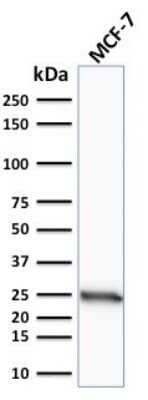 Western Blot: Bcl-2 Antibody (SPM117) - Azide and BSA Free [NBP2-34440] - Western Blot Analysis of human MCF-7 cell lysate using Bcl-2 Antibody (SPM117).