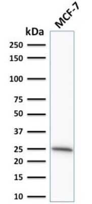 Western Blot: Bcl-2 Antibody (SPM530) - Azide and BSA Free [NBP2-34442] - Western Blot Analysis of human MCF-7 cell lysate using Bcl-2 Antibody (SPM530).