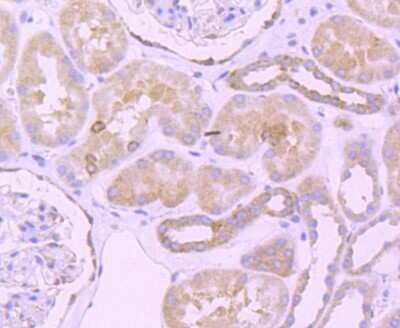 Immunohistochemistry-Paraffin: Bcl-2 Antibody (SZ10-03) [NBP2-67351] - Analysis of paraffin-embedded human kidney tissue using anti-Bcl-2 antibody. Counter stained with hematoxylin.