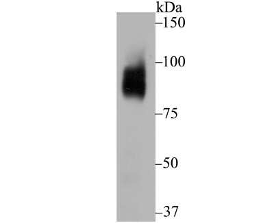 Western Blot: Bcl-6 Antibody (JB18-48) [NBP2-75417] - Analysis of Bcl-6 on NIH-3T3 cell lysate using anti-Bcl-6 antibody at 1/500 dilution.