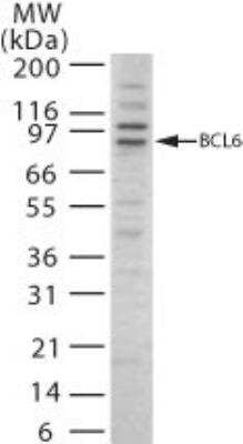 Western Blot: Bcl-6 Antibody [NBP2-24952] - Analysis of Bcl6 in 20 ugs of Ramos cell lysate using NBP2-24952 at 1 ug/ml.