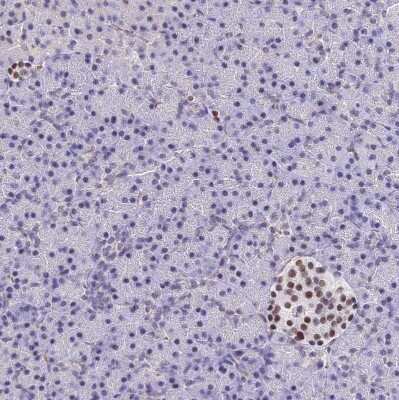 Immunohistochemistry-Paraffin: Bcl-9 Antibody [NBP2-30472] - Staining of human pancreas shows strong nuclear positivity in Langerhans cells, exocrine pancreas was negative as expected