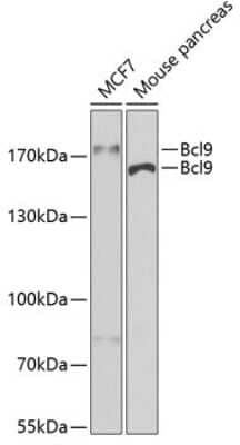 Western Blot Bcl-9 Antibody - BSA Free