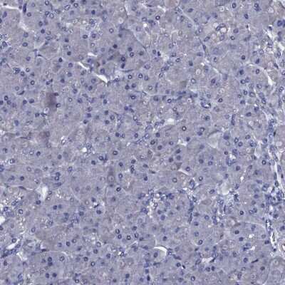 Immunohistochemistry-Paraffin: Bcl G Antibody [NBP1-91697] - Staining of human pancreas shows low expression as expected.