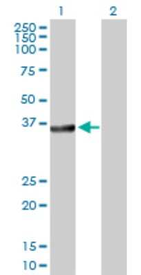 Western Blot: Bcl G Antibody [H00079370-D01P] - Analysis of BCL2L14 expression in transfected 293T cell line by BCL2L14 polyclonal antibody.Lane 1: BCL2L14 transfected lysate(36.60 KDa).Lane 2: Non-transfected lysate.