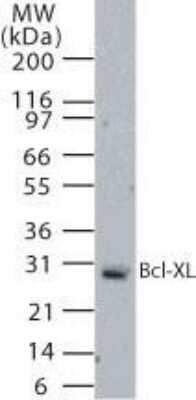 Western Blot: Bcl-Xl Antibody [NB100-56312] - Western blot analysis for Bcl-XL using this antibody at 2 ug/ml against 20 ug of Rh30 cell lysate.