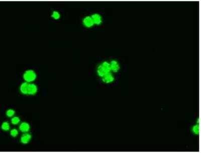 Immunocytochemistry/Immunofluorescence: Bcl-xL Antibody (OTI4A9) - Azide and BSA Free [NBP2-70247] - Staining of HT29 cells using anti-BCL2L1 mouse monoclonal antibody 