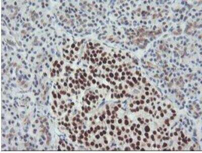 Immunohistochemistry-Paraffin: Bcl-xL Antibody (OTI4A9) - Azide and BSA Free [NBP2-70247] - Staining of paraffin-embedded Human pancreas tissue within the normal limits using anti-BCL-XL mouse monoclonal antibody (1:50).