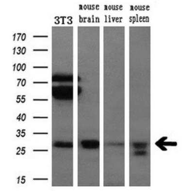 Western Blot: Bcl-xL Antibody (OTI4A9) - Azide and BSA Free [NBP2-70247] - Analysis of extracts (10ug) from a mouse cell line and 3 different mouse tissues by using anti-BCL-XL monoclonal antibody (1:200).