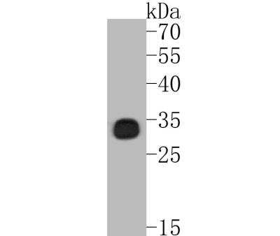 Western Blot: Bcl-xL Antibody (SZ3-03) [NBP2-67363] - Analysis of Bcl-XL on Jurkat cell lysates. Proteins were transferred to a PVDF membrane and blocked with 5% BSA in PBS for 1 hour at room temperature. The primary antibody (1/500) was used in 5% BSA at room temperature for 2 hours. Goat Anti-Rabbit IgG - HRP Secondary Antibody at 1:5,000 dilution was used for 1 hour at room temperature.
