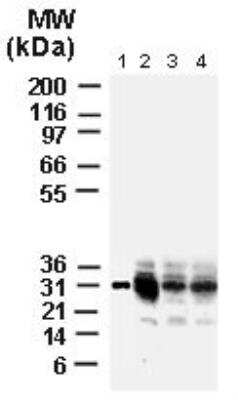 Western Blot: Bcl-xL Antibody [NB100-56103] - Analysis of Bcl-X using this antibody. Lane 1: lysates from isolated rat liver mitochondria. Lanes 2-4: rat brain tissue lysates, cortex (lane 2), basal ganglia (lane 3), and cerebellum (lane 4). The antibody detected Bcl-XL at ~30 kDa.