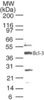 Western Blot: Bcl3 Antibody [NB100-56375] - Analysis of Bcl-3 in Jurkat cells using this antibody at 0.5 ug/ml.