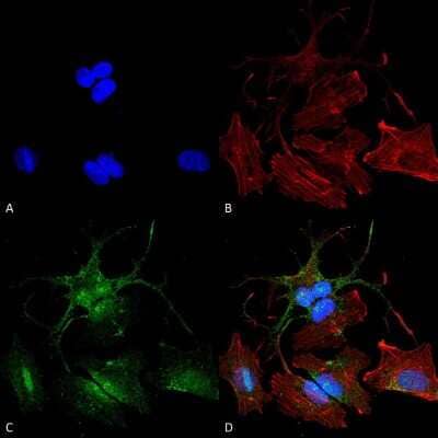 Immunocytochemistry/Immunofluorescence: Beclin 2 Antibody [NBP3-18252] - Immunocytochemistry/Immunofluorescence analysis using Rabbit Anti-Beclin 2 Polyclonal Antibody (NBP3-18252). Tissue: Neuroblastoma cell line (SK-N-BE). Species: Human. Fixation: 4% Formaldehyde for 15 min at RT. Primary Antibody: Rabbit Anti-Beclin 2 Polyclonal Antibody (NBP3-18252) at 1:100 for 60 min at RT. Secondary Antibody: Goat Anti-Rabbit ATTO 488 at 1:200 for 60 min at RT. Counterstain: Phalloidin Texas Red F-Actin stain; DAPI (blue) nuclear stain at 1:1000, 1:5000 for 60 min at RT, 5 min at RT. Localization: Cytoplasm. Magnification: 60X. (A) DAPI (blue) nuclear stain (B) Phalloidin Texas Red F-Actin stain (C) Beclin 2 Antibody (D) Composite.