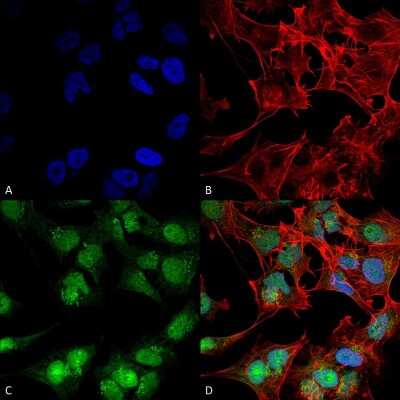 Immunocytochemistry/Immunofluorescence: Beclin 2 Antibody [NBP3-18253] - Immunocytochemistry/Immunofluorescence analysis using Rabbit Anti-Beclin 2 Polyclonal Antibody (NBP3-18253). Tissue: Neuroblastoma cell line (SK-N-BE). Species: Human. Fixation: 4% Formaldehyde for 15 min at RT. Primary Antibody: Rabbit Anti-Beclin 2 Polyclonal Antibody (NBP3-18253) at 1:100 for 60 min at RT. Secondary Antibody: Goat Anti-Rabbit ATTO 488 at 1:200 for 60 min at RT. Counterstain: Phalloidin Texas Red F-Actin stain; DAPI (blue) nuclear stain at 1:1000, 1:5000 for 60 min at RT, 5 min at RT. Localization: Cytoplasm, Nucleus. Magnification: 60X. (A) DAPI (blue) nuclear stain (B) Phalloidin Texas Red F-Actin stain (C) Beclin 2 Antibody (D) Composite.