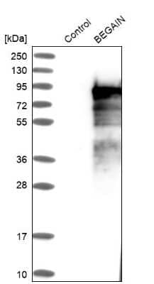 Western Blot Begain Antibody - BSA Free
