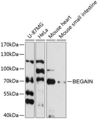 Western Blot: Begain Antibody [NBP2-92728] - Analysis of extracts of various cell lines, using Begain .Exposure time: 90s.