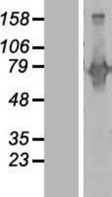 Western Blot: Begain Overexpression Lysate (Adult Normal) [NBP2-10208] Left-Empty vector transfected control cell lysate (HEK293 cell lysate); Right -Over-expression Lysate for Begain.