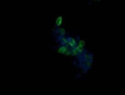 Immunocytochemistry/Immunofluorescence: Beta-1,3-N-Acetylglucosaminyltransferase 2/B3GNT2 Antibody (OTI3A9) - Azide and BSA Free [NBP2-71624] - Analysis of COS7 cells transiently transfected by pCMV6-ENTRY B3GNT2.