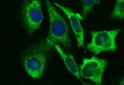 Immunocytochemistry/Immunofluorescence: Beta-1,3-N-Acetylglucosaminyltransferase 2/B3GNT2 Antibody (OTI3A9) - Azide and BSA Free [NBP2-71624] - Analysis of HeLa cells.