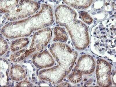 Immunohistochemistry: Beta-1,3-N-Acetylglucosaminyltransferase 2/B3GNT2 Antibody (OTI3A9) - Azide and BSA Free [NBP2-71624] - Analysis of Human Kidney tissue. (Heat-induced epitope retrieval by 10mM citric buffer, pH6.0, 120C for 3min)