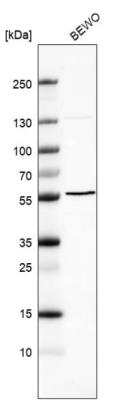 Western Blot: Beta-1,3-N-Acetylglucosaminyltransferase 2/B3GNT2 Antibody [NBP1-88951] - Analysis in human cell line BEWO.