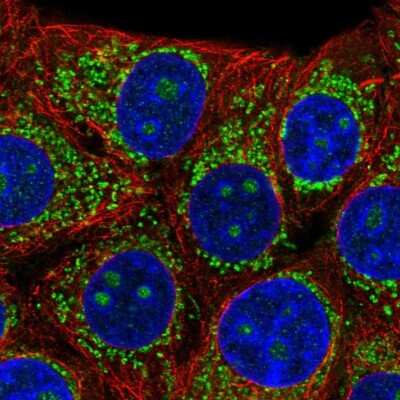 Immunocytochemistry/ Immunofluorescence Beta-1,3-N-Acetylglucosaminyltransferase 4/B3GNT4 Antibody - BSA Free