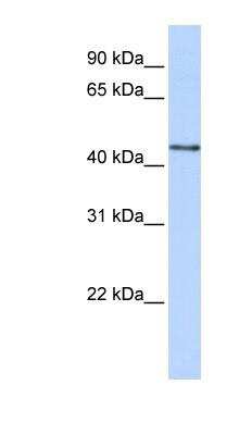Western Blot Beta-1,3-N-Acetylglucosaminyltransferase 4/B3GNT4 Antibody - BSA Free