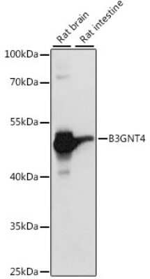 Western Blot Beta-1,3-N-Acetylglucosaminyltransferase 4/B3GNT4 Antibody - Azide and BSA Free
