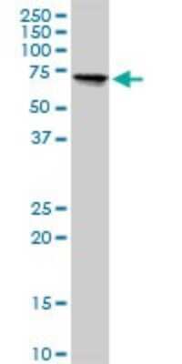 Western Blot: Beta Ig-h3/TGFBI Antibody [H00007045-B01P] - Analysis of TGFBI expression in HeLa.