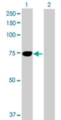 Western Blot: Beta Ig-h3/TGFBI Antibody [H00007045-B01P] - Analysis of TGFBI expression in transfected 293T cell line by TGFBI polyclonal antibody.  Lane 1: TGFBI transfected lysate(75.13 KDa). Lane 2: Non-transfected lysate.
