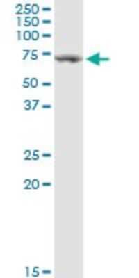Western Blot: Beta Ig-h3/TGFBI Antibody [H00007045-D01P] - Analysis of TGFBI expression in HeLa.