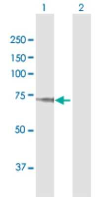 Western Blot: Beta Ig-h3/TGFBI Antibody [H00007045-D01P] - Analysis of TGFBI expression in transfected 293T cell line by TGFBI polyclonal antibody.Lane 1: TGFBI transfected lysate(74.70 KDa).Lane 2: Non-transfected lysate.
