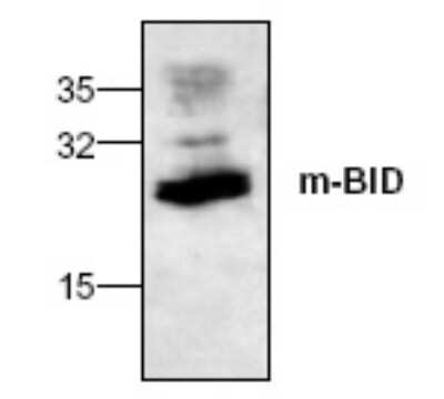 Western Blot: BID Antibody [NB100-2206] - Analysis of  BID expression in 3T3  cell lysate.