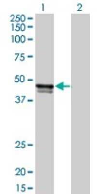 Western Blot: Biglycan Antibody (2E6-D1) [H00000633-M02] - Analysis of BGN expression in transfected 293T cell line by BGN monoclonal antibody (M02), clone 2E6-D1.Lane 1: BGN transfected lysate(41.7 KDa).Lane 2: Non-transfected lysate.