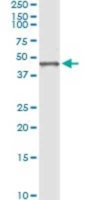 Immunoprecipitation: Biglycan Antibody (4E1-1G7) [H00000633-M01] - Analysis of BGN transfected lysate using anti-BGN monoclonal antibody and Protein A Magnetic Bead, and immunoblotted with BGN MaxPab rabbit polyclonal antibody.