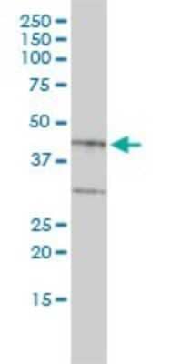 Western Blot: Biglycan Antibody (4E1-1G7) [H00000633-M01] - BGN monoclonal antibody (M01), clone 4E1-1G7 Analysis of BGN expression in HepG2.