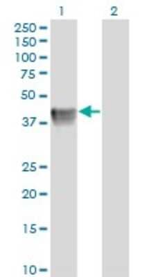 Western Blot: Biglycan Antibody (4E1-1G7) [H00000633-M01] - Analysis of BGN expression in transfected 293T cell line by BGN monoclonal antibody (M01), clone 4E1-1G7.Lane 1: BGN transfected lysate(41.7 KDa).Lane 2: Non-transfected lysate.