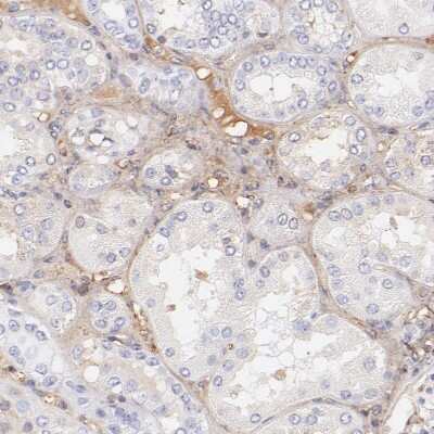 Immunohistochemistry-Paraffin: Biglycan Antibody [NBP1-84971] - Staining of human kidney shows moderate extracellular space positivity.