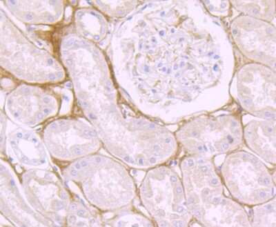Immunohistochemistry-Paraffin: Biglycan Antibody (JB71-31) [NBP2-75419] - Analysis of paraffin-embedded human kidney tissue using anti-Biglycan antibody. Counter stained with hematoxylin.