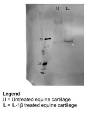 Western Blot: Biglycan Antibody [NBP1-57933] - Equine Cartilage Explants at 1:1000.