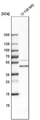 Western Blot: Biglycan Antibody [NBP1-84971] - Analysis in human cell line U-138 MG.